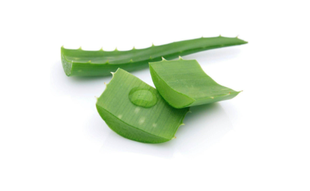 Aloe Barbadensis Regulates and moisturizes your scalp