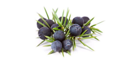 Juniperus Communis Restores the scalp into a healthy condition