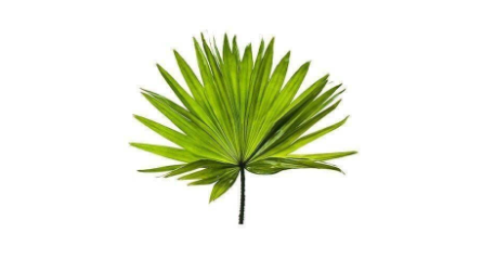 Saw Palmetto Regulates scalp oil secretion effectively